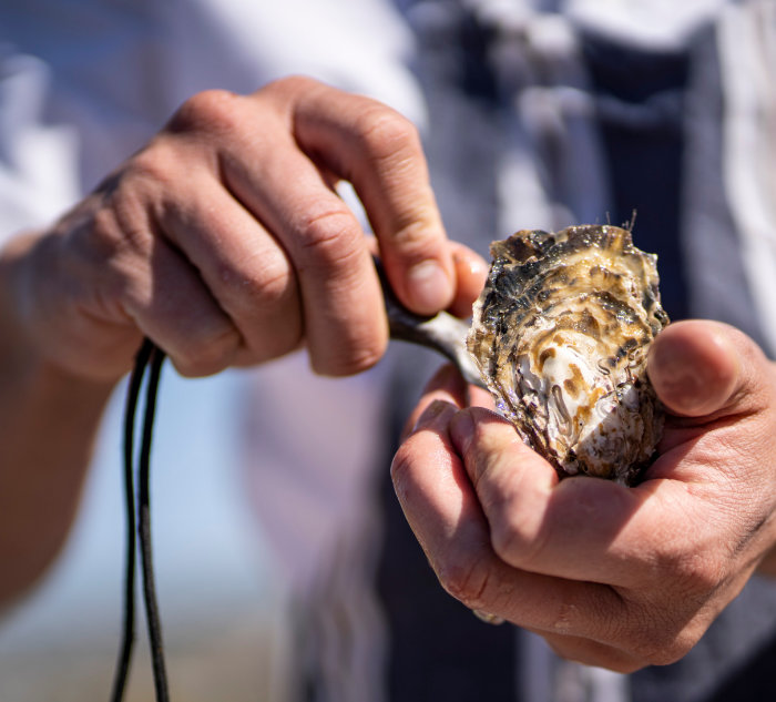 West Coast Mussels & Oysters On The Beach